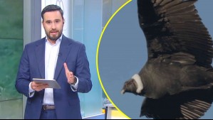 Cóndor andino estaría en peligro de extinción: Revelan que 500 especies de aves podrían desaparecer en 100 años