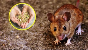 Las semillas que debes guardar bien en tu hogar para evitar que lleguen ratones