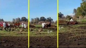 'Se hace con un poco de crueldad': Denuncian maltrato del SAG por sacrificio de caballos contagiados de anemia infecciosa