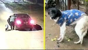 'Necesitamos leyes que avalen el cuidado de los animales': Avanza proyecto de ley que contempla con cárcel el abandono de mascotas
