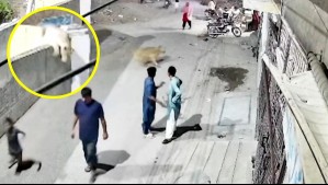 Video muestra a león 'mascota' atacando a mujer y niños tras saltar un muro en Pakistán
