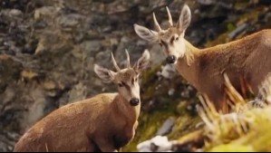 Descubren nueva colonia de huemules en la Patagonia chilena