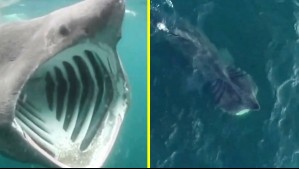 Captan a tiburón peregrino en las costas de Tongoy: Es el segundo más grande del mundo