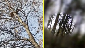 'Pumita, pumita': Video muestra a puma arriba de un árbol en Ñuble