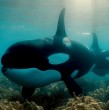 Investigadores documentaron 34 casos de orcas que entregaron animales muertos a humanos. El estudio explora si se trata de curiosidad, aprendizaje o comunicación. Descubre las conclusiones acá.