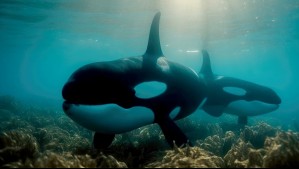 Descubren que orcas entregan animales muertos como 'regalos' a los humanos: ¿Qué significa?