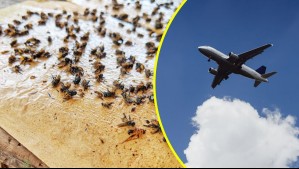 ¿Por qué EEUU criará millones de moscas y las lanzará desde aviones?