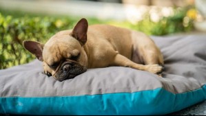 ¿Dentro o fuera de la casa? Este es el mejor lugar para que tu perro duerma