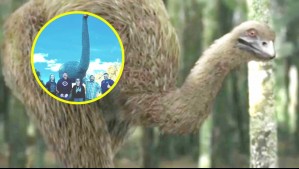 Podía superar los 3 metros y pesar más que un oso: Director de 'El Señor de los Anillos' busca revivir ave extinta hace 600 años