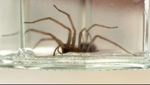 Descubren 1.500 arañas ocultas en envases de galletas en aeropuerto alemán: Muchas no sobrevivieron al viaje