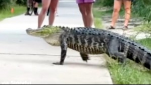 Video muestra a caimán espantando a peatones en plena pasarela de Estados Unidos