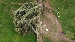 'Alto grado de planificación': Dos hombres son condenados a 4 años de cárcel por talar el árbol más famoso de Inglaterra