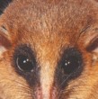 Un equipo científico hizo un importante hallazgo: Descubrieron una nueva especie de marsupial en un parque natural de la Amazonía de Perú. ¡Entérate de los detalles y conoce al pequeño animal en esta nota!