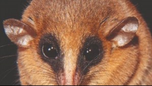 Hallan nueva especie de marsupial en la Amazonía de Perú