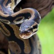 Un granjero fue encontrado sin vida al interior del estómago de una pitón de 8 metros en una aldea de Indonesia. Revisa los detalles del trágico caso y cómo lo encontraron.