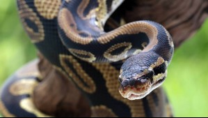 Un granjero desapareció y lo encontraron al día siguiente dentro de una serpiente de 8 metros