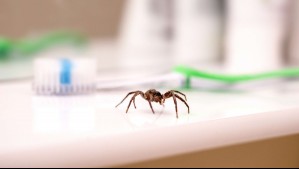 El truco japonés para decirle adiós a las arañas de tu casa