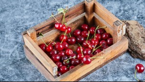 Declaran la liquidación forzosa de exportadora chilena que enfrenta querella y denuncias: Los motivos de su quiebra