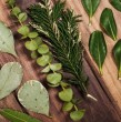 Existe una tradicional planta aromática que es muy efectiva para espantar insectos y roedores. A continuación conoce cuál es, por qué es tan efectiva y cómo usarla.