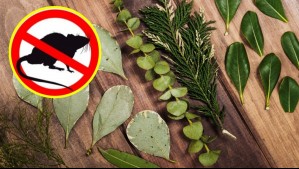 La poderosa planta que ahuyenta a roedores e insectos de la casa