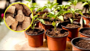 El truco del corcho en los maceteros: El secreto para que tus plantas crezcan sanas