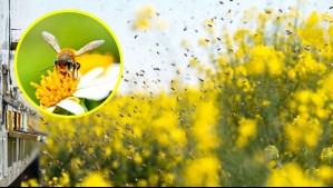 Muere hombre tras ataque de abejas mientras trabajaba en el campo en España