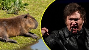 Planean enviarlos a una isla: La peculiar idea del gobierno de Milei para frenar 'invasión' de capibaras en Buenos Aires
