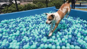 Chile tendrá su primer parque de diversiones para perros: ¿Dónde estará?