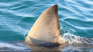 Niño de 7 años pierde parte de su pierna tras feroz ataque de tiburón en una isla