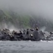 Lobos marinos que descansaban en roqueríos en la península de Kamchatka, en el este de Rusia, reaccionaron lanzándose mar adentro cuando sintieron el fuerte terremoto de magnitud 8,8.