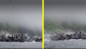 Se lanzaron al mar: Video muestra a lobos marinos asustados durante el terremoto 8,8 en Rusia