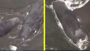 ¿El mar advirtió la catástrofe? Cuatro ballenas quedaron varadas en las costas de Japón antes del terremoto