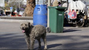 Multas y hasta pena de cárcel: Proyecto de ley busca subir sanciones a conductores que atropellen y den muerte a animales