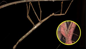 Mide 40 centímetros: Científicos descubren insecto gigante en Australia