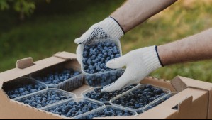 Productora de arándanos del Maule se va la quiebra: Incumplió acuerdo para pagar deudas de $87 mil millones