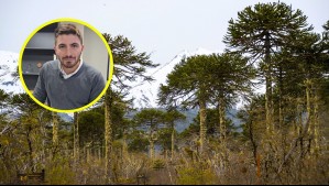 'No va a pasar': Gobierno descarta tala de araucarias en proyecto vial en La Araucanía
