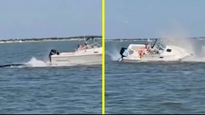 Ballena de seis metros chocó contra lancha en EEUU: Una persona cayó al agua y cetáceo falleció por las heridas