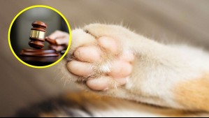 'Quería de verdad matar a alguien': Jóvenes que torturaron y mataron a dos gatos fueron enviados a la cárcel en Londres