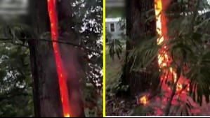Rayo impacta un árbol y lo incendia por dentro durante tormenta eléctrica en Estados Unidos