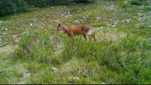 Encuentran subpoblación de huemules al norte de la Patagonia: ¿En qué zona de Chile fueron avistados?
