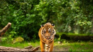 Insólito: Zoológico danés pidió a sus seguidores donar mascotas para alimentar a los depredadores del recinto