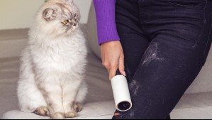 ¿Cómo quitar los pelos de tu mascota de la ropa?