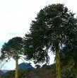 Comunidades de la región de La Región lograron impedir la tala de más de 90 araucarias con el fin de construir y restaurar dos caminos, tras la supuesta autorización de la Conaf.