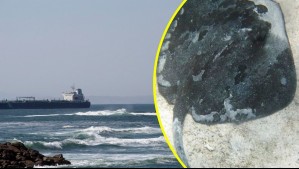 Confirman presencia de especie venenosa y vulnerable en las costas chilenas: Se mantuvo oculta durante décadas