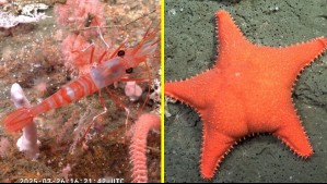 Furor en Argentina por transmisiones de robot submarino: Hasta Patricio Estrella 'apareció' en los registros