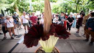 Furor por la 'flor cadáver': Es conocida en el mundo por su gran tamaño y mal olor