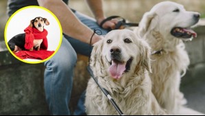 El error común que cometen las personas al abrigar a sus perros en invierno y que deberías evitar
