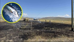 Un pez cayó del cielo, causó un incendio y dejó sin luz a una ciudad en Canadá