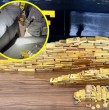 La policía brasileña incautó más de 100 lingotes de oro ocultos en una camioneta. El cargamento, correspondiente a 103 kilos de oro, está avaluado en más de 11 millones de dólares.