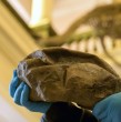 Hasta ahora, y salvo Argentina, en ni un país del mundo se impartía la carrera de Paleontología. Ahora una universidad en Chile sumará esta carrera. Conoce todos los detalles al respecto acá.